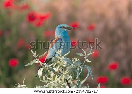 European roller - Coracias garrulus - perched with red field poppies in background. Photo from Danube Delta in Romania.