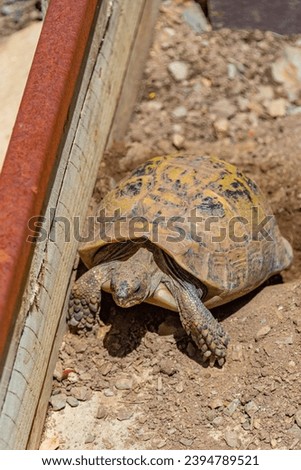 Hermann tortoise at Albera reproduction center, Spain.