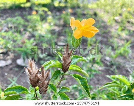 Vibrant yellow wildflower blossom in natural environment, close-up view, Barleria prionitis also known as Barleria, Porcupine-flower, Porcupine flower, Lanḍhep, Barleria is a genus of Acanthaceae.