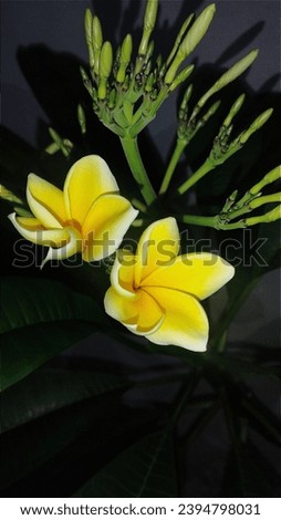 Plumeria Rubra flower, known as Kamboja in Indonesian. The picture was taken at night.