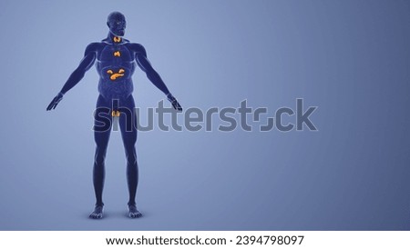 Male Endocrine System medical concept 3d illustration