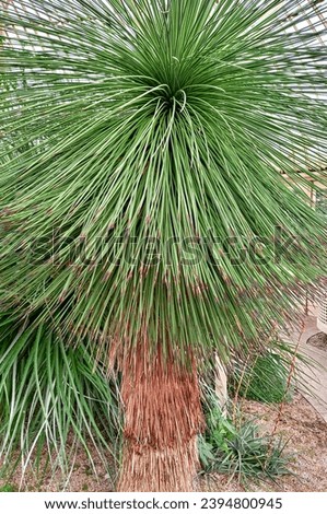 Picture of the yucca queretaroensis 