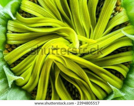 Close-up of sunflower, sunflower pollen, macro