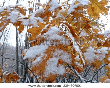 Texture of nature in winter. Yellow oak leaves under white fluffy snow in natural beautiful forest on trees background.