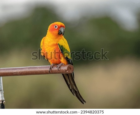 Cute bird Sun conure,Sun parakeet  (Aratinga solstitialis) rest on branch. Royalty-Free Stock Photo #2394820375