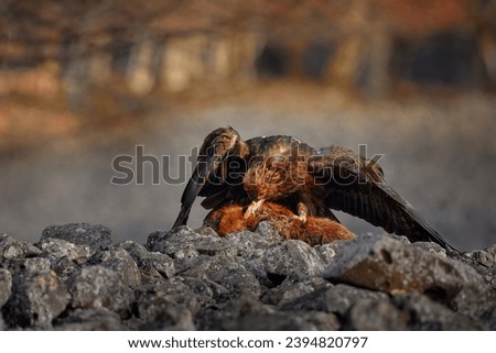 Europe wild nature. Golden Eagle, Aquila chrysaetos, feeding on killed Red Fox high on the stone in the mountains. Bird behaviour, nature wildlife. 