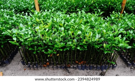 hundreds of mangrove tree seedlings ready to be planted
