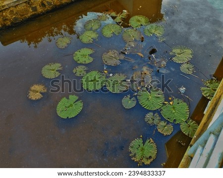 Lotus plants growing among the rubbish thrown carelessly at Lake Situ Gedhe, Bogo. Green water lilly lotus on lake.  Royalty-Free Stock Photo #2394833337