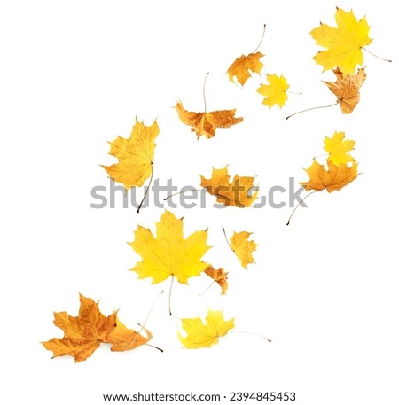 Dry autumn leaves falling on white background