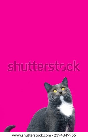 Cat Banner. Happy Feline Looking Up. Surprised Adorable Gray Cat with Silly Face on Color Studio Background. Poster Placard Design Vertical. Copy Space for Text, Logo. For Ad Promotion. Goods For Pets