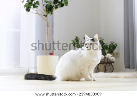 Turkish Angora Cat sitting in the Living Room Royalty-Free Stock Photo #2394850909