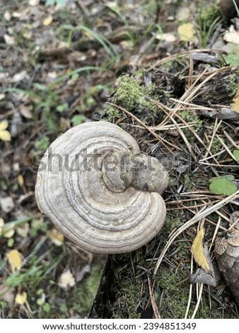 A gray saprophyte mushroom Fomes fomentarius on an old stump in an autumn forest Royalty-Free Stock Photo #2394851349