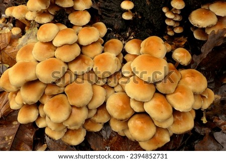 Hypholoma fasciculare (aka sulphur tuft, sulfur tuft or clustered woodlover) growing through the moss on a tree trunk
 Royalty-Free Stock Photo #2394852731