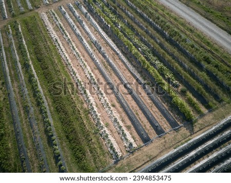 aerial view drone shot of vegetables crops grow in organic vegetable garden during summertime, natural wool and plastic mulch during summertime