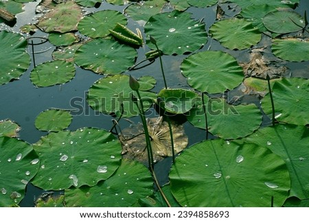 lotus green leaf on water background
