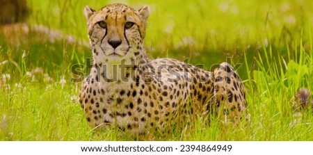A cheetah lying in grass