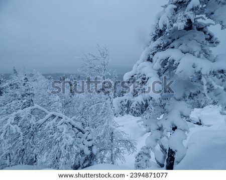 Panorama of trees in the snow. Foggy panorama of beautiful forest