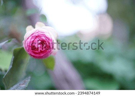 The rose.Pink Green Background Nature Bokeh