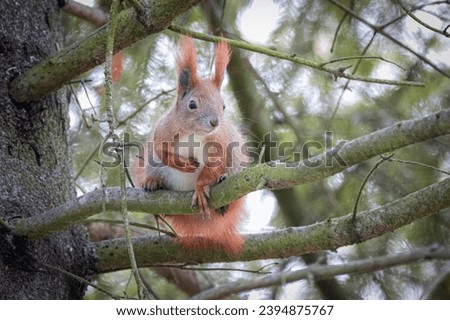  A red Squirrel sits on the green color branches and looks towards a camera lens. Close-up portrait of a red squirrel in the fall.