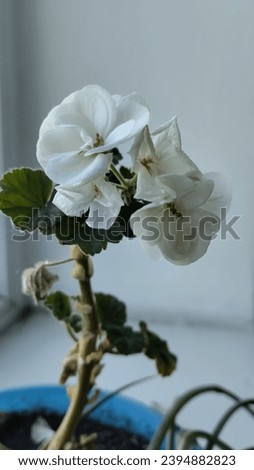 Window sill flowerpot, good lighting, winter flower