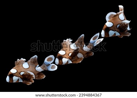 spotted sweetlips fish on isolated background, Spotted sweetlips fish from side view, Spotted sweetlips fish cloeup