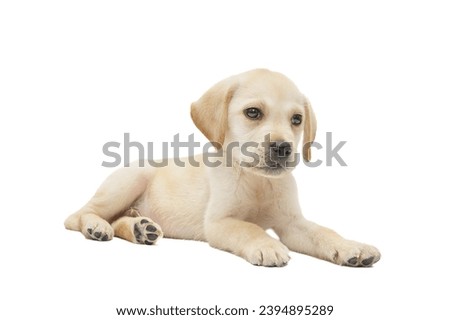 Beautiful yellow labrador puppy sitting on a white background Royalty-Free Stock Photo #2394895289