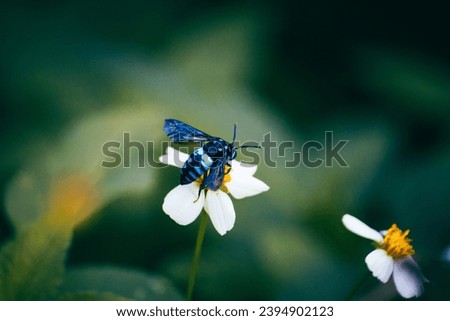 Neon cuckoo bee macro (Thyreus nitidulus) pollinating a flower. Metallic blue- and black-banded insect. Photo taken in Vietnam.