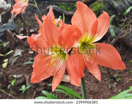 Striped Barbados Lily is a super rare houseplant  that needs regular watering to thrive. They do best in long-lasting, direct light and should be less than 1 foot from a window. Royalty-Free Stock Photo #2394906381