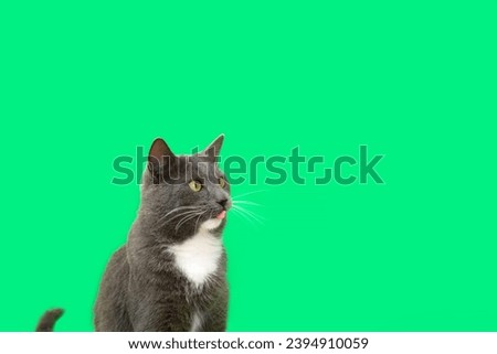 Cat Banner. Happy Feline Looking Right. Surprised Adorable Gray Cat with Silly Face on Color Studio Background. Poster Placard Design Horizontal. Copy Space for Text, Logo. For Ad Promo Goods For Pets