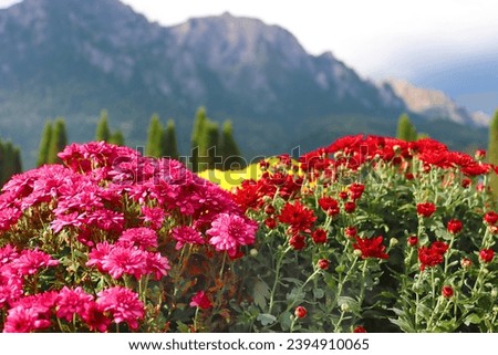 The Carpathian Mountains and flowers from Cantacuzino Castle, Romania