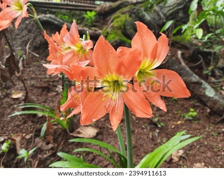 Striped Barbados Lily is a super rare houseplant 🌿 that needs regular watering to thrive. Royalty-Free Stock Photo #2394911613
