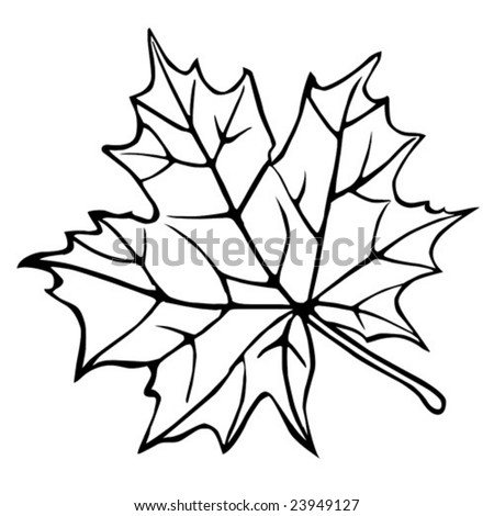 vector silhouette of the maple leaf on white background