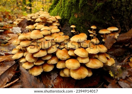 Hypholoma fasciculare (aka sulphur tuft, sulfur tuft or clustered woodlover) growing through the moss on a tree trunk
 Royalty-Free Stock Photo #2394914017
