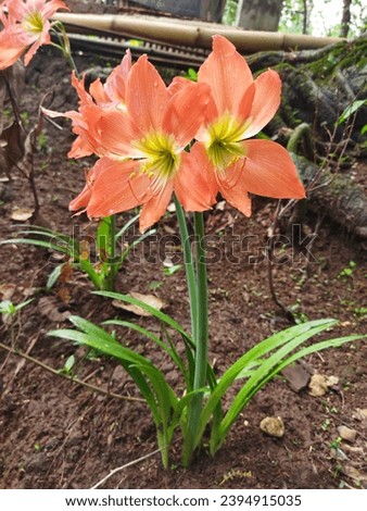 Striped Barbados Lily is a super rare houseplant, grow in my backyard. Indonesian plant.  Royalty-Free Stock Photo #2394915035