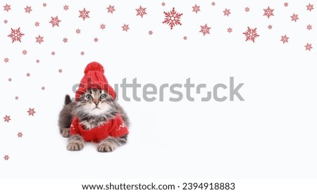Cat wearing knitted warm red sweater and red knitted hat. Santa's helper. Holiday. Snowflakes. Christmas Cat dressed in red sitting in front of white background. copy space. Kitten in winter clothes