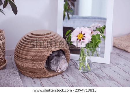 The Scottish fold cat sleeps in his spherical house in a cozy bedroom with a mirror. Selective Focus
