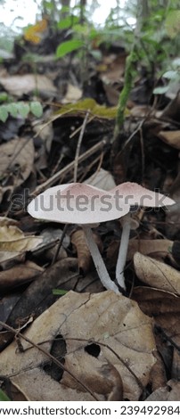 
Fungi or fungi are organisms that belong to the kingdom Fungi and do not have chlorophyll so they are heterotrophs. Fungi are the unicellular and multicellular. Royalty-Free Stock Photo #2394929843