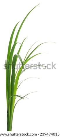 Long blades of green grass against a white background.
 Royalty-Free Stock Photo #2394940157