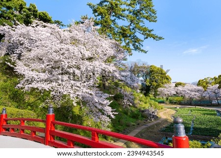 Cherry blossoms at Odawara Castle, Odawara City, Kanagawa Prefecture