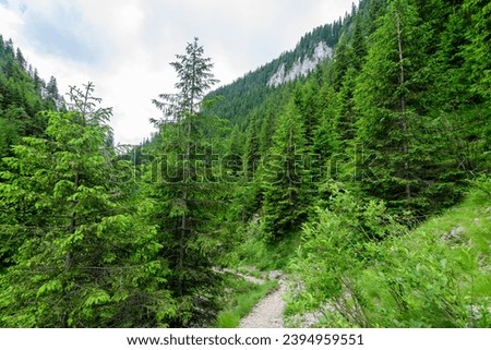 Scenic view from Zanoagei Gorges (Cheile Zanoagei)  in the natural park from Bucegi Mountains (Muntii Bucegi) in Romania in a sunny summer day with white clouds Royalty-Free Stock Photo #2394959551
