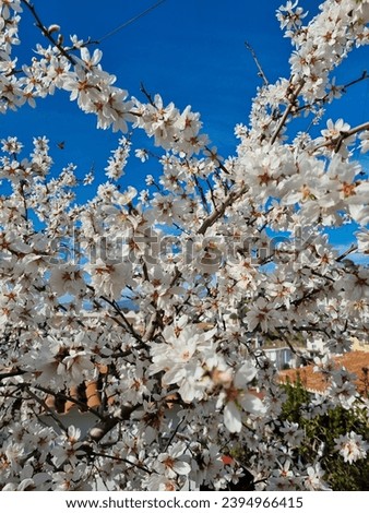 White almond flowers in spring
Prunus dulcis, Prunus amygdalus
Almond blossoms
Clade:	Tracheophytes
Clade:	Angiosperms
Clade:	Eudicots
Clade:	Rosids
Order:	Rosales
Family:	Rosaceae
Genus:	Prunus Royalty-Free Stock Photo #2394966415
