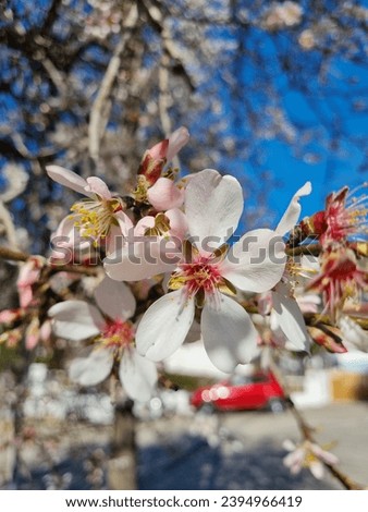 White almond flowers in spring
Prunus dulcis, Prunus amygdalus
Almond blossoms
Clade:	Tracheophytes
Clade:	Angiosperms
Clade:	Eudicots
Clade:	Rosids
Order:	Rosales
Family:	Rosaceae
Genus:	Prunus Royalty-Free Stock Photo #2394966419