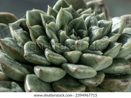 Close-up of Echeveria hyalina succulent plant in flower pot. Beautiful evergreen plant that is easy to care about, Background of natural green cactus flower, Space for text, Selective focus.