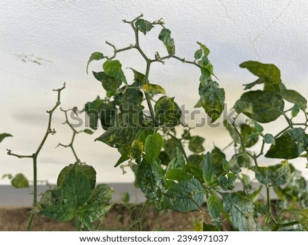 Chili leaf diseases are a major problem for chili pepper growers worldwide, causing significant yield losses and reducing the quality of chili peppers. Royalty-Free Stock Photo #2394971037