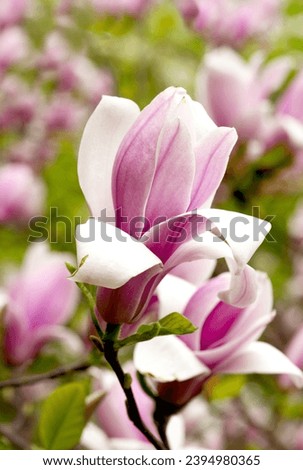 Beautiful magnolia tree blossoms in springtime. Jentle  Pink magnolia flower against sunset light. Romantic creative toned floral background.