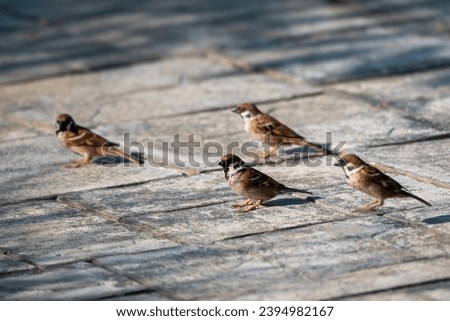 The Eurasian tree sparrow, Passer montanus is a passerine bird in the sparrow family with a rich chestnut crown and nape, and a black patch on each pure white cheek. 