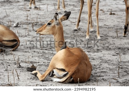 Close-up of an impala with a maggot chopper on its back-Chobe National Park, Africa