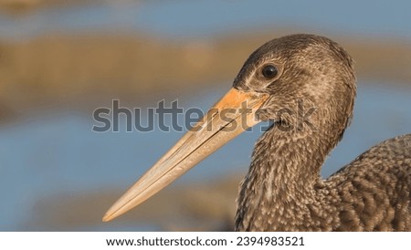 Portrait of a juvenile black stork near water