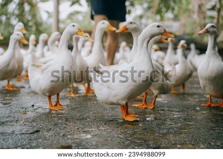Duck stop touristic attraction in Phong Nha, Vietnam