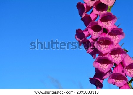 Close up picture of fox glove plant with blue background